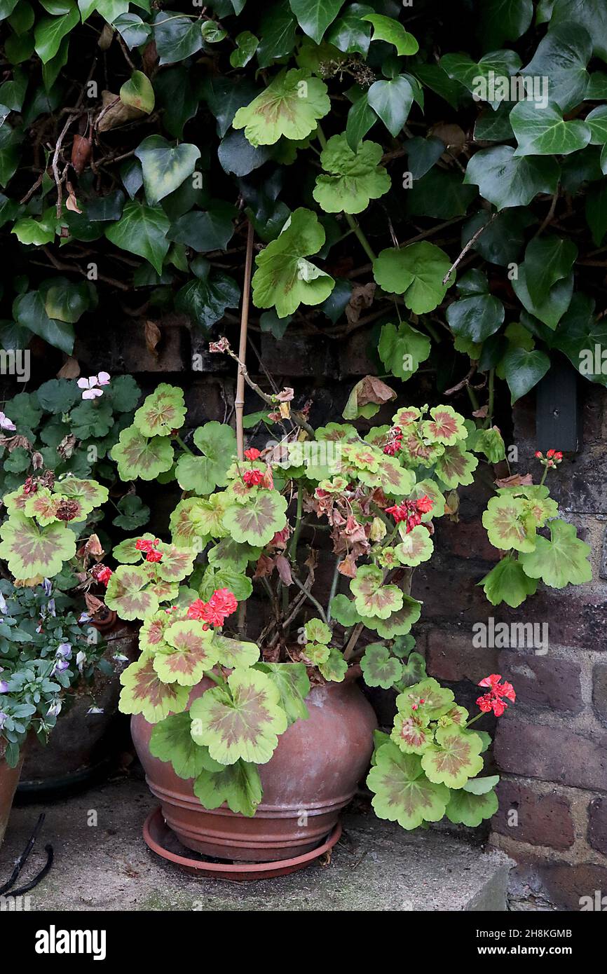 Pelargonium x hortorum ‘Brocade Fire Night’ zonal pelargonium