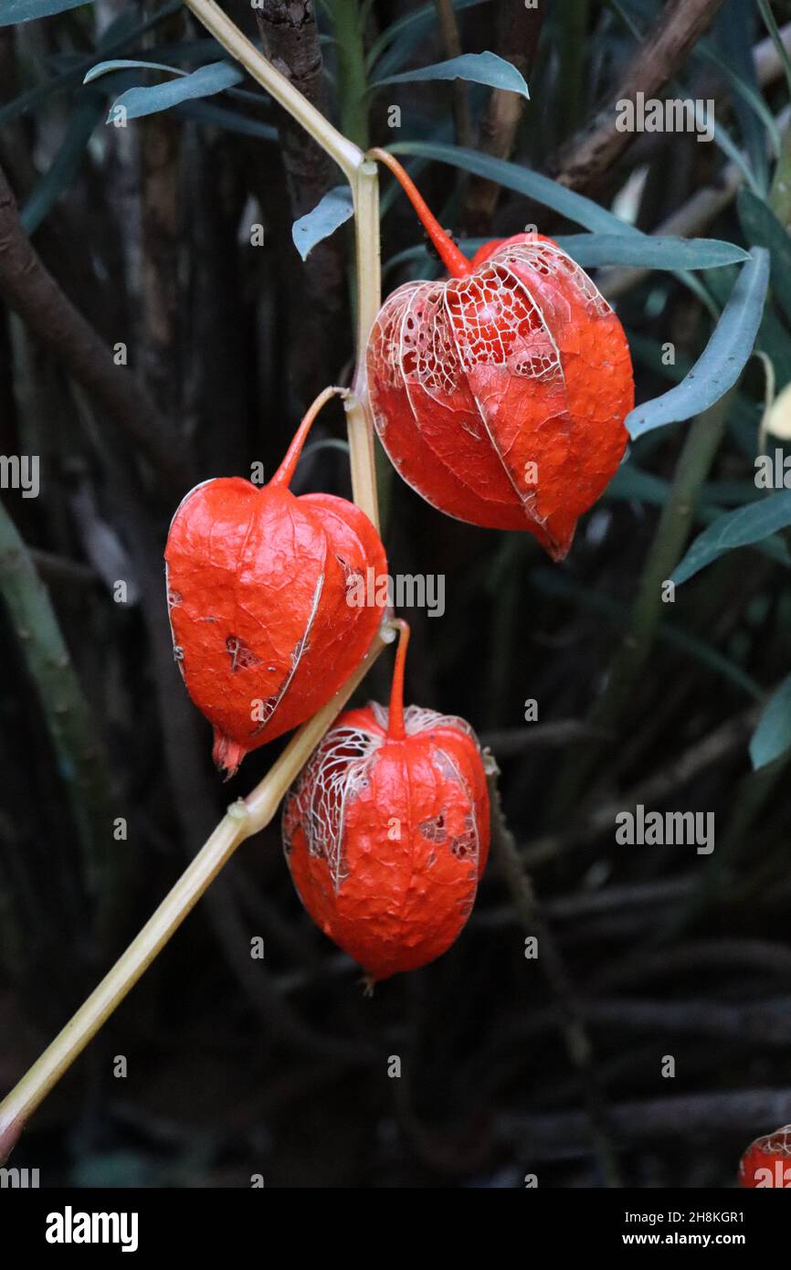 Lanterne chinoise Physalis alkekengi var franchetii – calice orange gonflé et grandes feuilles d'ovat vert moyen, novembre, Angleterre, Royaume-Uni Banque D'Images