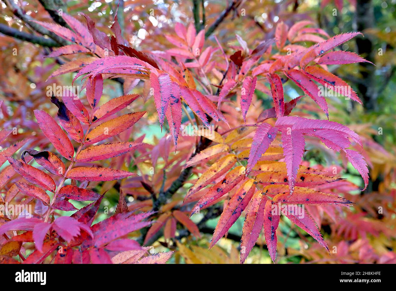 Sorbus ulleungensis Ulleung Island rowan – feuilles pennées étroites orange, rouge et vert moyen, novembre, Angleterre, Royaume-Uni Banque D'Images