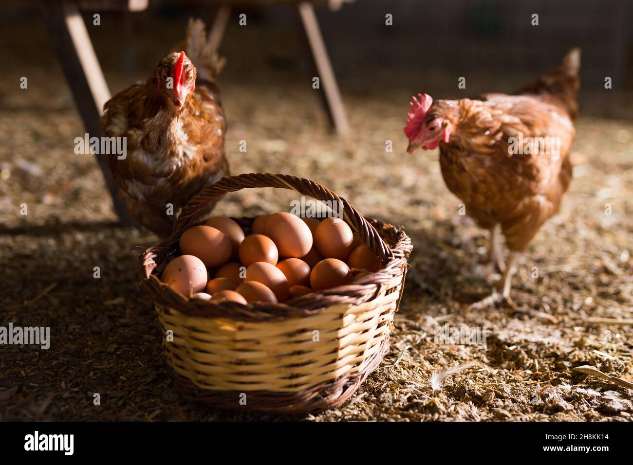 Poules pondeuses à côté d'un panier rempli d'œufs frais dans un coop de poulet Banque D'Images