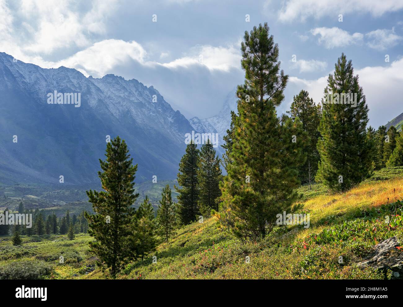 Jeunes cèdres de Sibérie minces sur une colline.Paysage de montagne.Sayan de l'est.Russie Banque D'Images