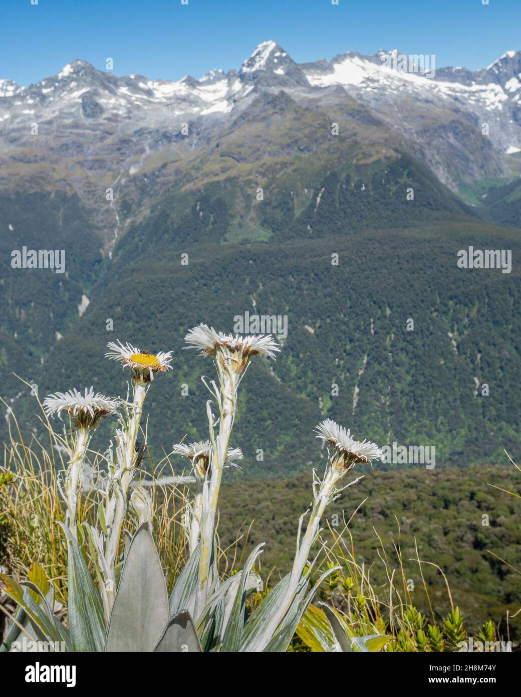 Pâquerette de montagne avec un arrière-plan flou des chaînes de montagnes, sur le circuit de Routeburn.Format vertical Banque D'Images