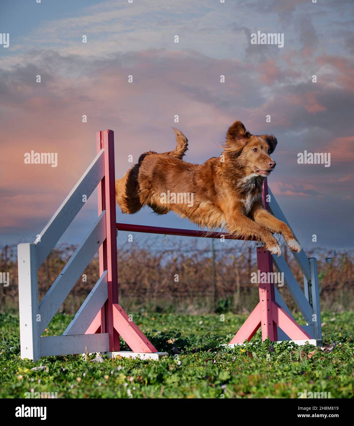 entraînement de l'agilité pour un toller dans la nature Banque D'Images