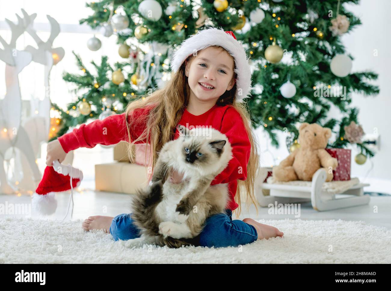 Enfant fille avec chat ragdoll en période de Noël Banque D'Images