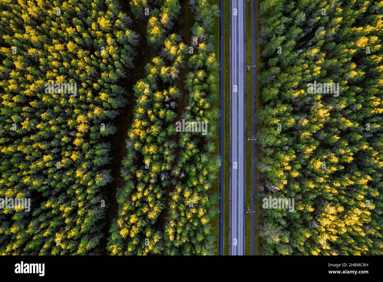 Vue aérienne depuis un drone d'une route en béton qui traverse des forêts denses d'automne et des bosquets de couleurs jaune-vert.Arbres en période dorée et autoroute vide en automne.Chaussée parmi les arbres colorés Banque D'Images