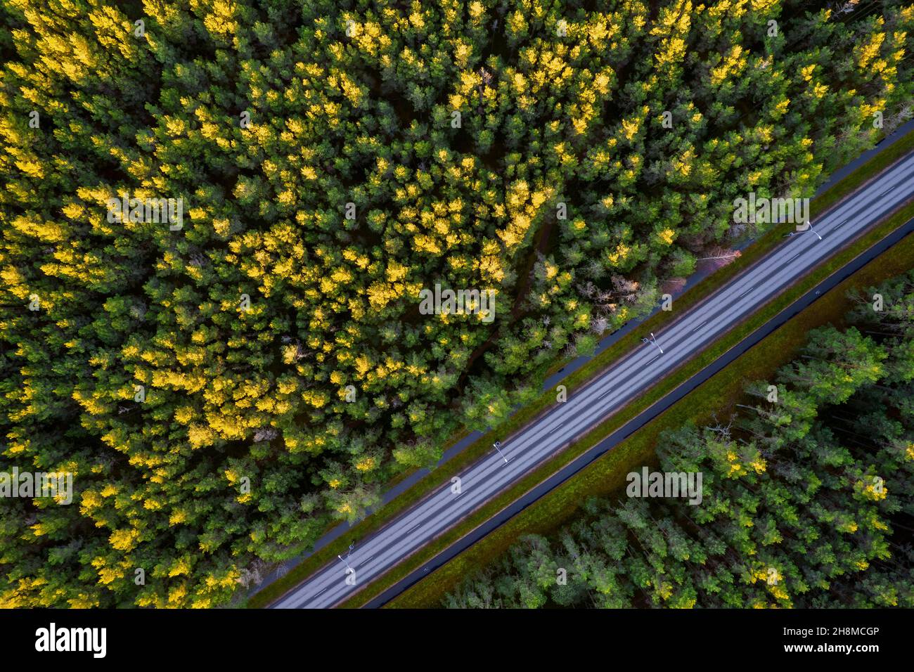Vue aérienne depuis un drone d'une route en béton qui traverse des forêts denses d'automne et des bosquets de couleurs jaune-vert.Arbres en période dorée et autoroute vide en automne.Chaussée parmi les arbres colorés Banque D'Images