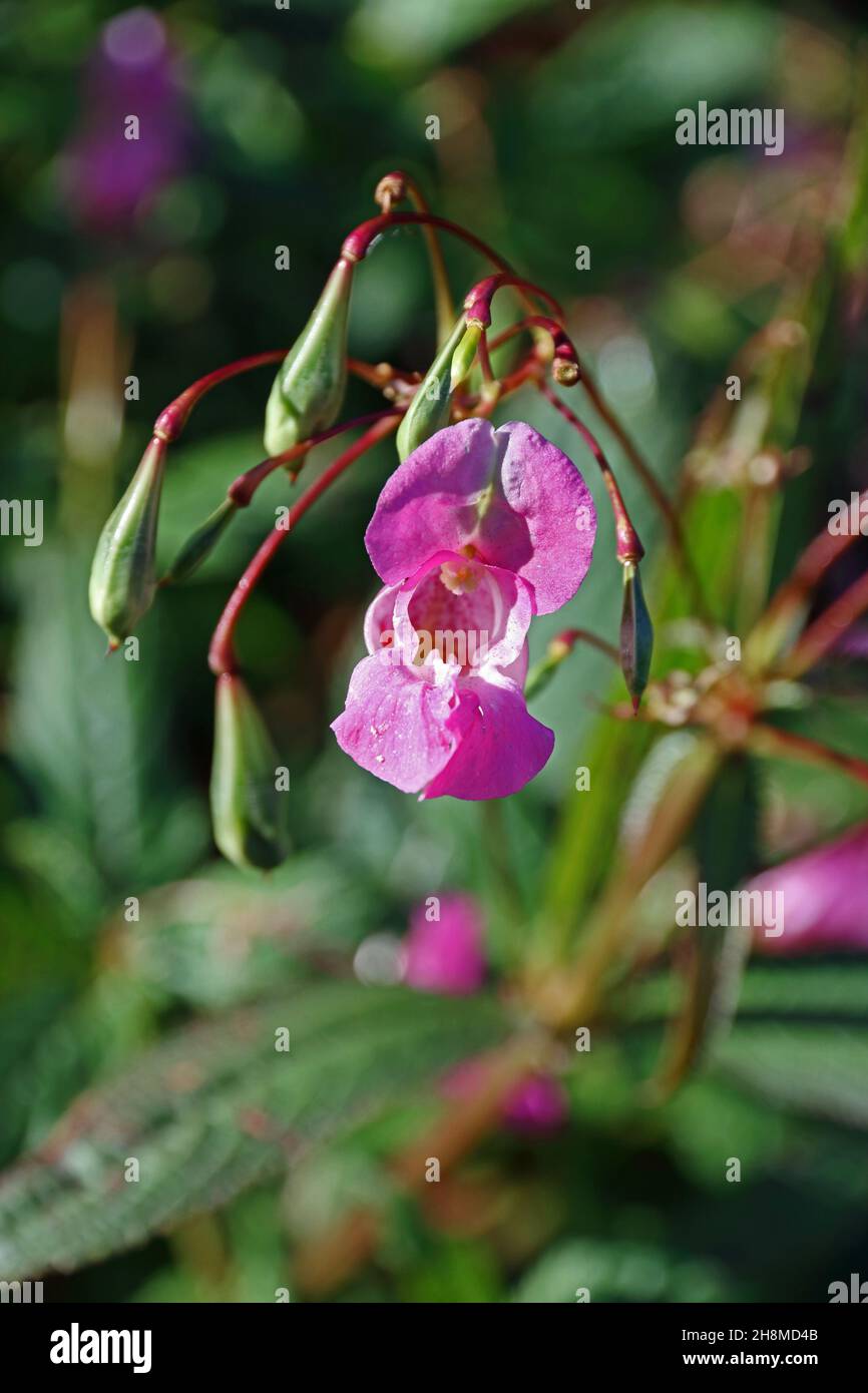 Balsam de l'Himalaya, fleurs et gousses de graines Banque D'Images