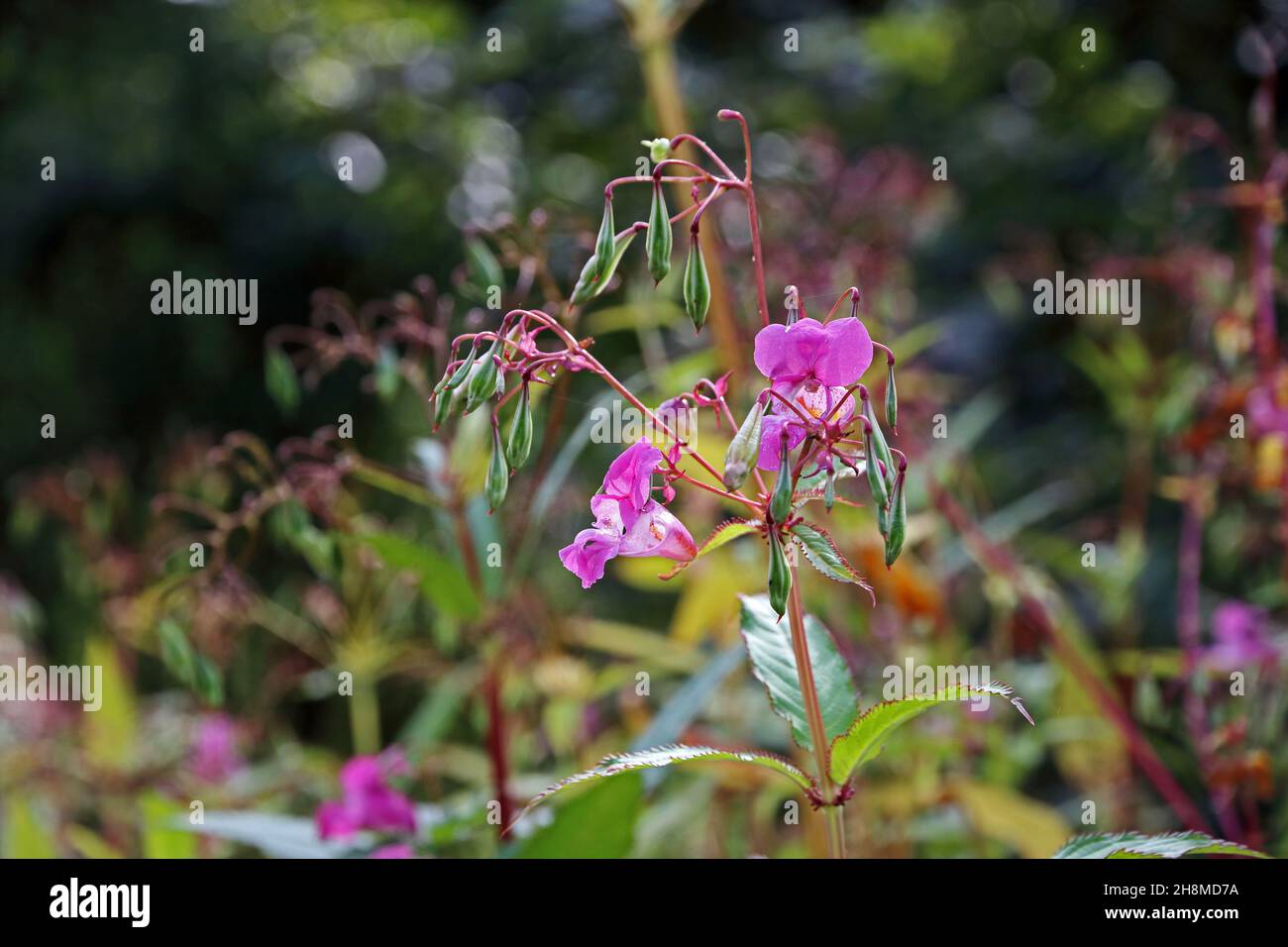Balsam de l'Himalaya, fleurs et gousses de graines Banque D'Images