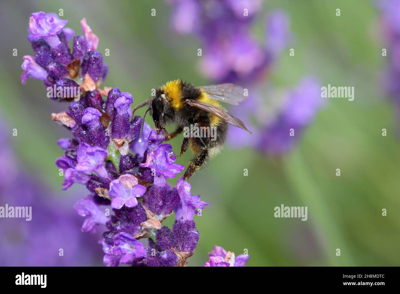 Un bourdon assis sur une fleur pourpre mangeant le nectar Banque D'Images
