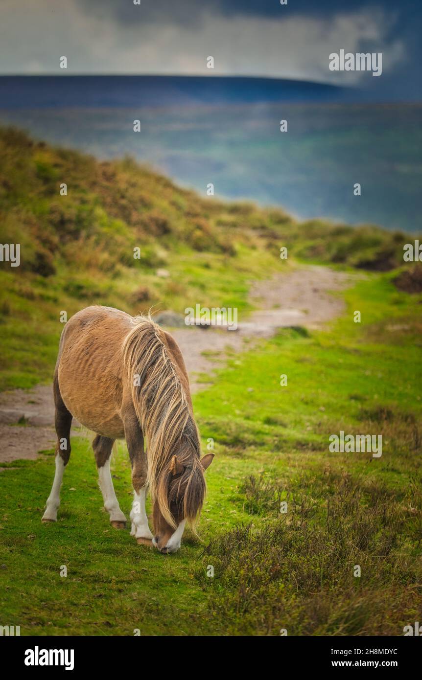 Poney sauvage avec de longues manes paissant sur Hay Bluff, Black Mountains, parc national de Brecon Beacons, Powys, pays de Galles Banque D'Images