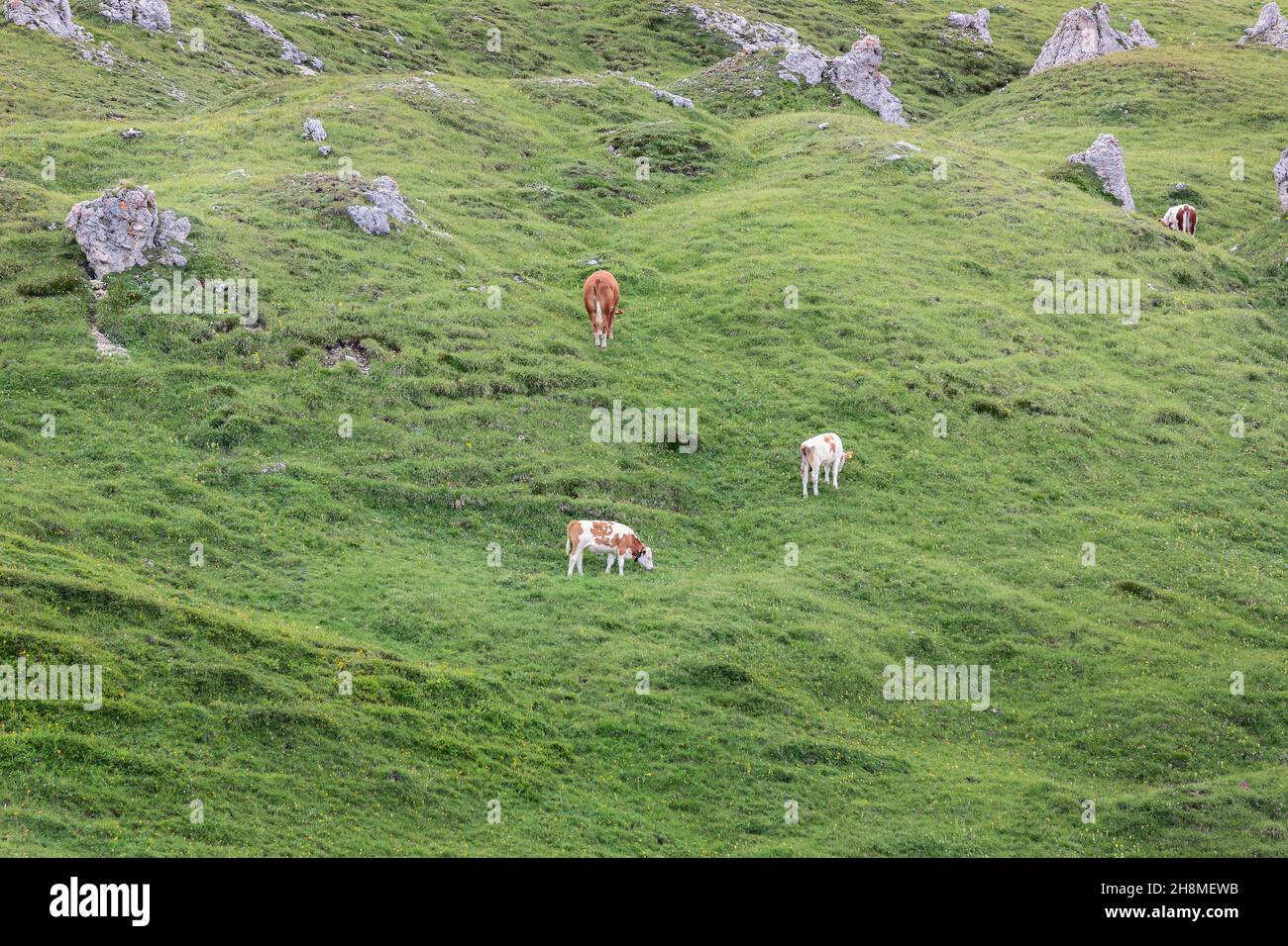Pâturage des vaches dans une prairie alpine dans les Dolomites italiens Banque D'Images
