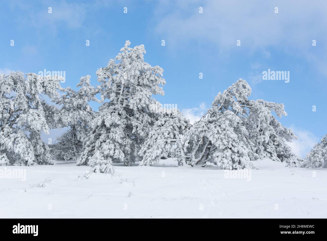 Forêt de conifères à texture hivernale.Paysage de montagne d'hiver avec arbres enneigés.Arrière-plan naturel des dérives.Atmosphère fabuleuse et naturelle Banque D'Images