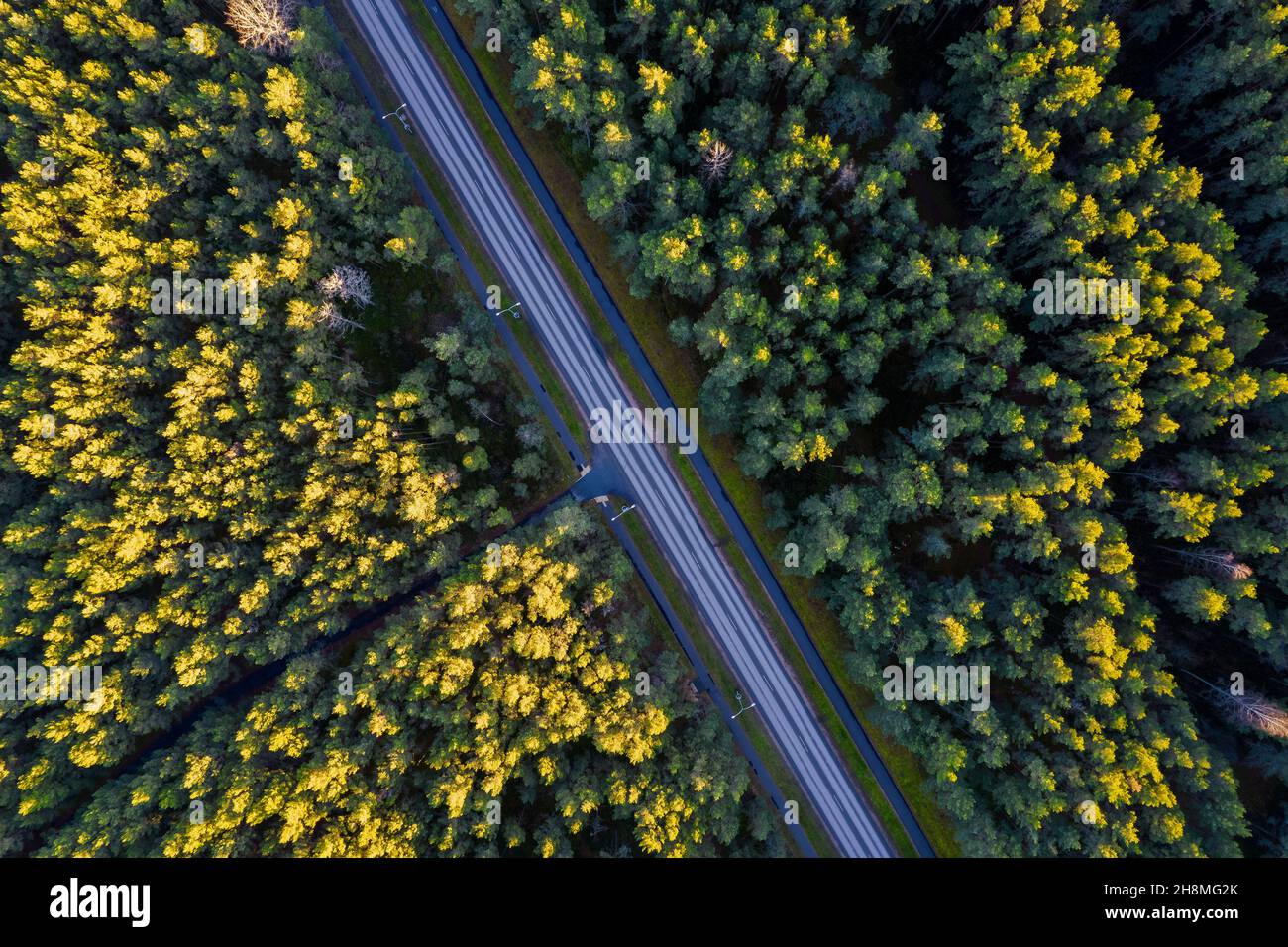 Vue aérienne depuis un drone d'une route en béton qui traverse des forêts denses d'automne et des bosquets de couleurs jaune-vert.Arbres en période dorée et autoroute vide en automne.Chaussée parmi les arbres colorés Banque D'Images