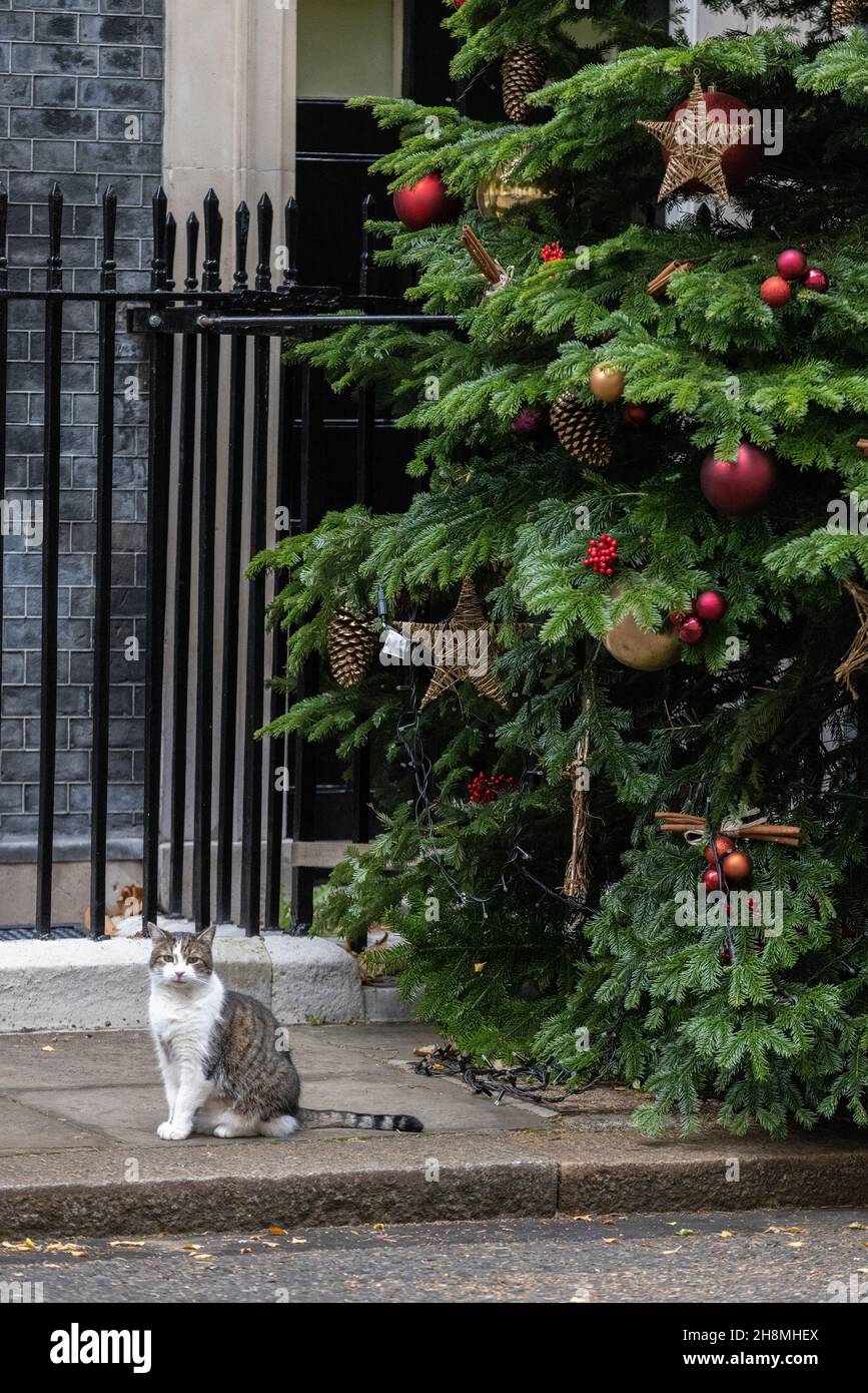 Larry, le chat numéro 10, se trouve à côté de l'arbre de Noël à Downing Street, Whitehall, Londres, Angleterre, Royaume-Uni.Décembre 2021 Banque D'Images