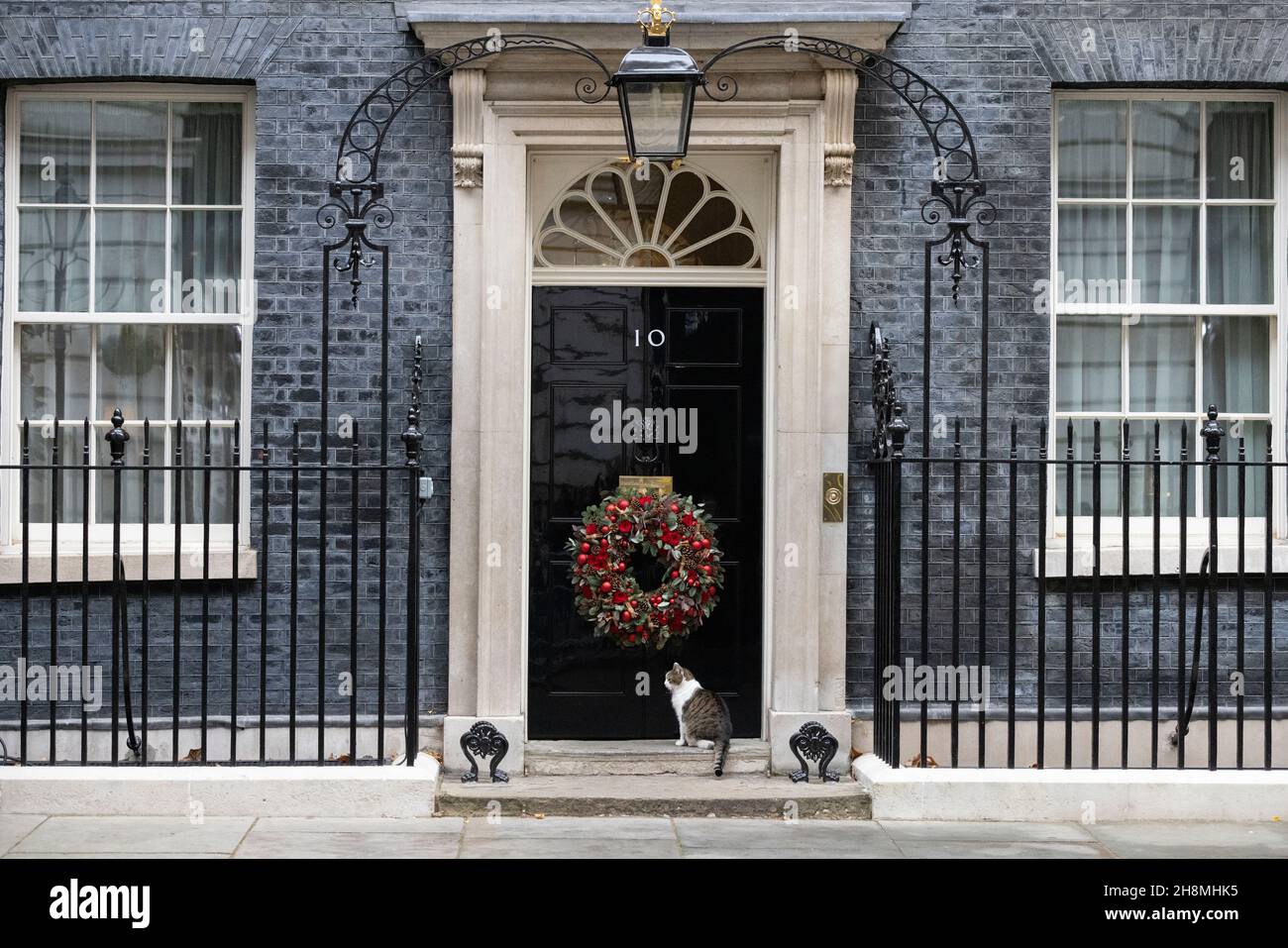 Larry, le chat numéro 10, se trouve à côté de l'arbre de Noël à Downing Street, Whitehall, Londres, Angleterre, Royaume-Uni.Décembre 2021 Banque D'Images