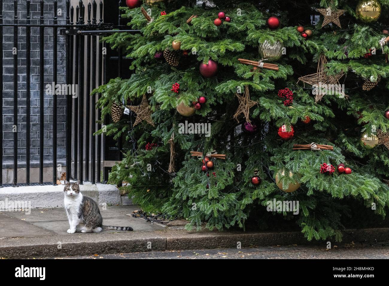 Larry, le chat numéro 10, se trouve à côté de l'arbre de Noël à Downing Street, Whitehall, Londres, Angleterre, Royaume-Uni.Décembre 2021 Banque D'Images