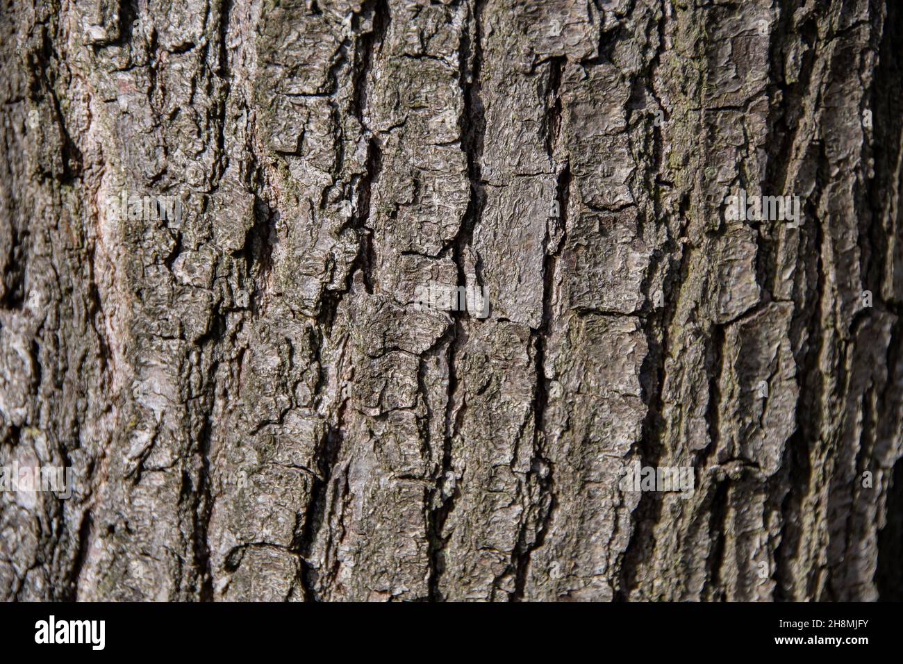 La structure d'une écorce d'arbre d'un conifères Banque D'Images