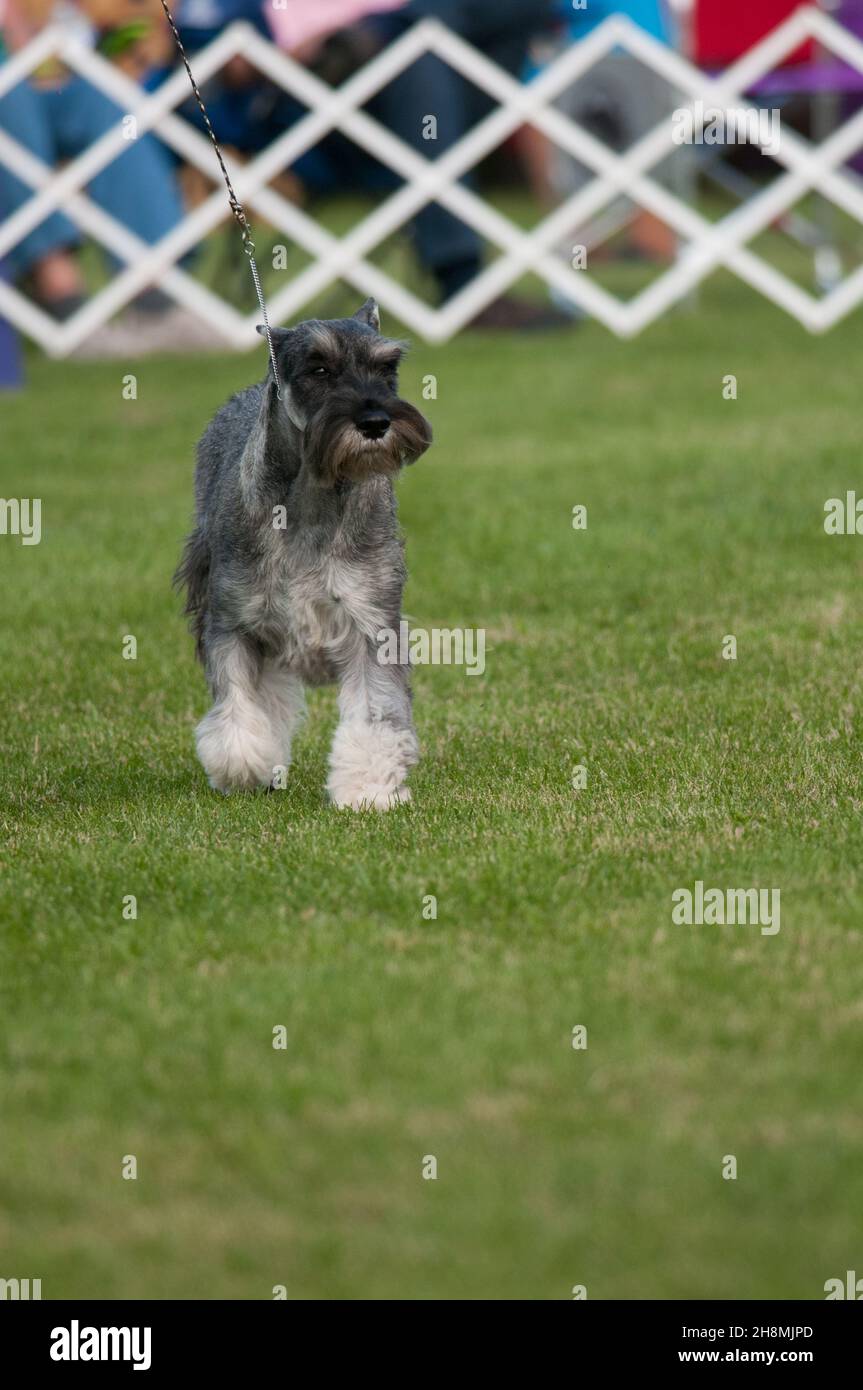 Standard Schnauzer marche dans l'anneau d'exposition de chien Banque D'Images