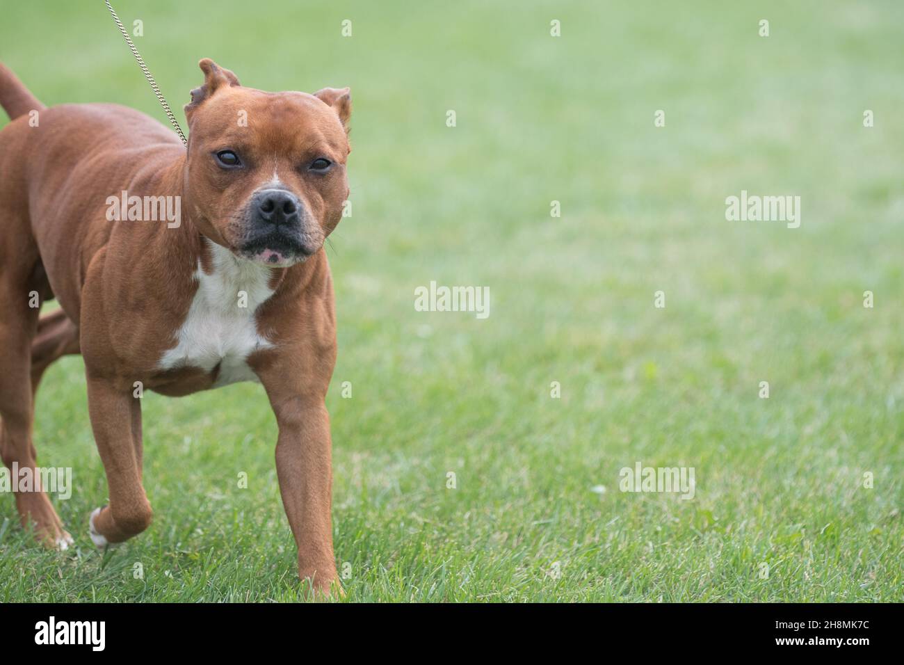 Brown Staffordshire Bull Terrier Walking in Dog Show Ring Banque D'Images