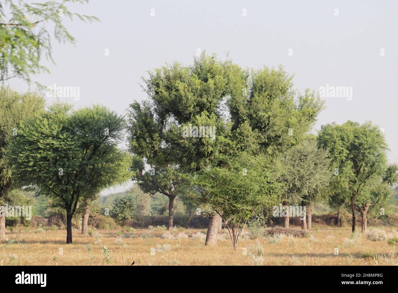 Gros plan d'une photo de paysage d'un champ ou d'une forêt montrant de grands arbres et une petite herbe et un ciel ouvert Banque D'Images