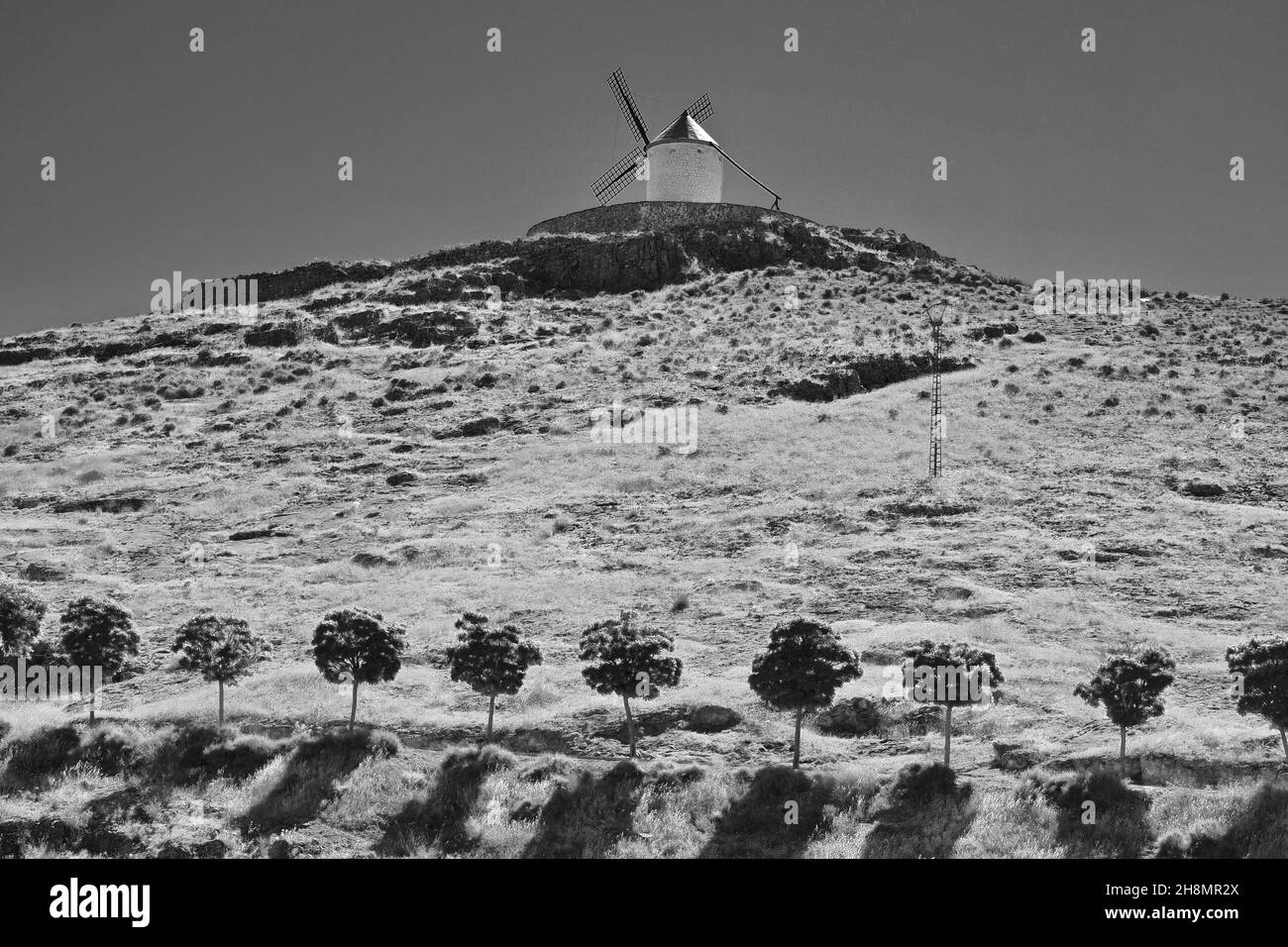 Rangée d'arbres avec moulin à vent de Consuegra, route Don Quichotte, province de Tolède, région de Castilla-la Mancha, Espagne Banque D'Images