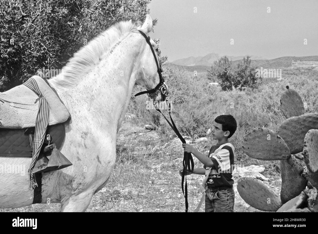 Garçon en face de chevaux blancs tirant les rênes, cheval blanc, garçon tirant le cheval par les rênes, fiesta espagnole, Andalousie, Espagne Banque D'Images