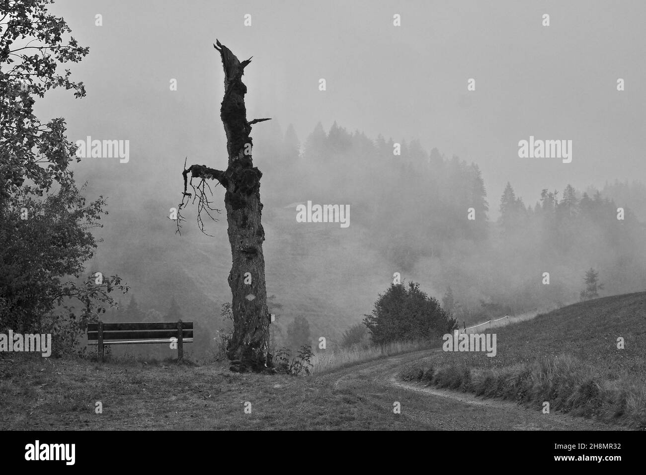 Arbre mort dans le brouillard, arbre mort au bord de la route, sentier de randonnée après la pluie, banc à côté de l'arbre après la pluie, saison des pluies, jours de pluie, mauvais temps, pluvieux Banque D'Images
