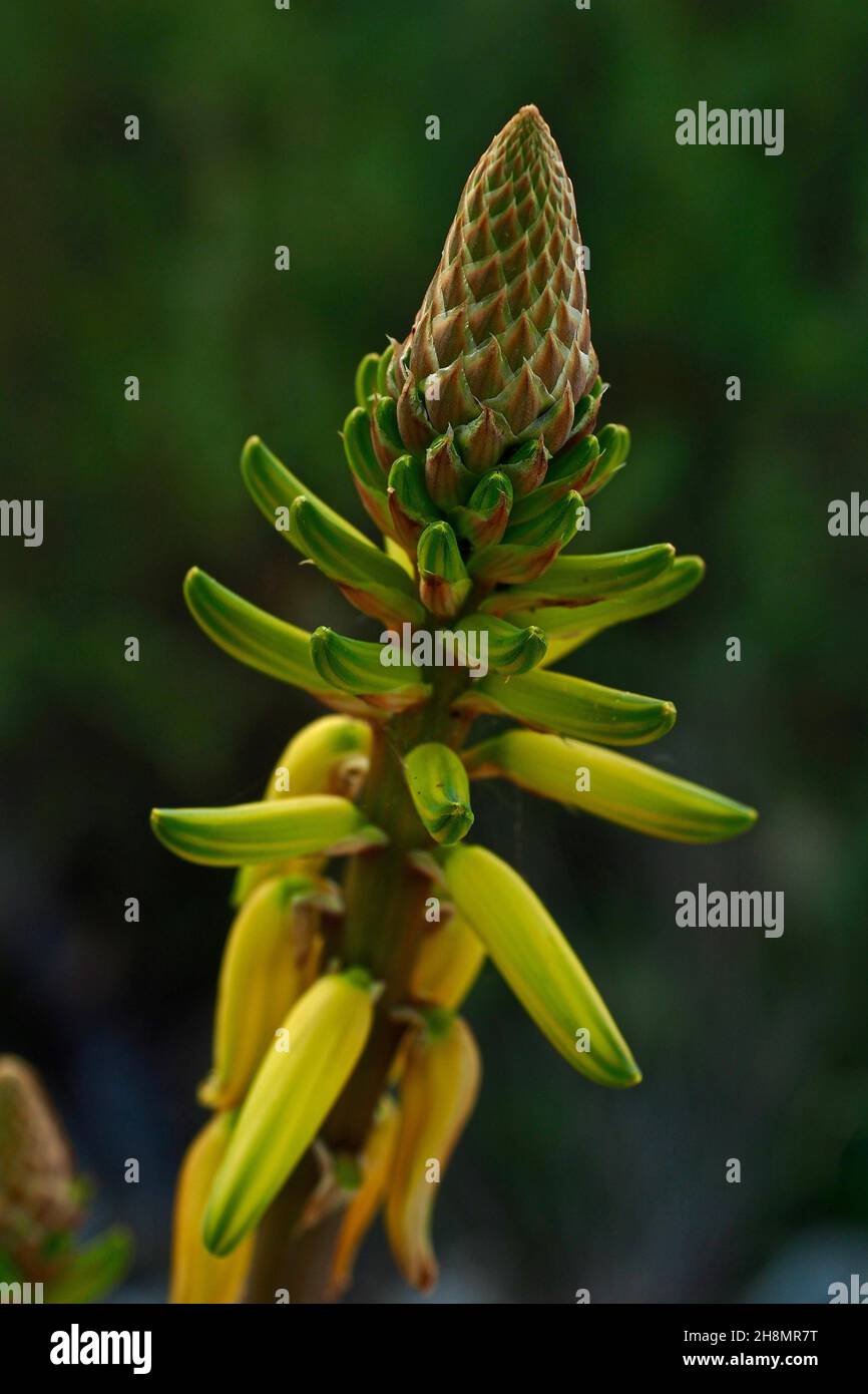 Fleur jaune du vrai vera d'aloès, vera d'aloès floraison, tête de fleur jaune, gros plan, asphodel,Famille des graminées (Xanthorrhoeaceae), comme les asperges Banque D'Images