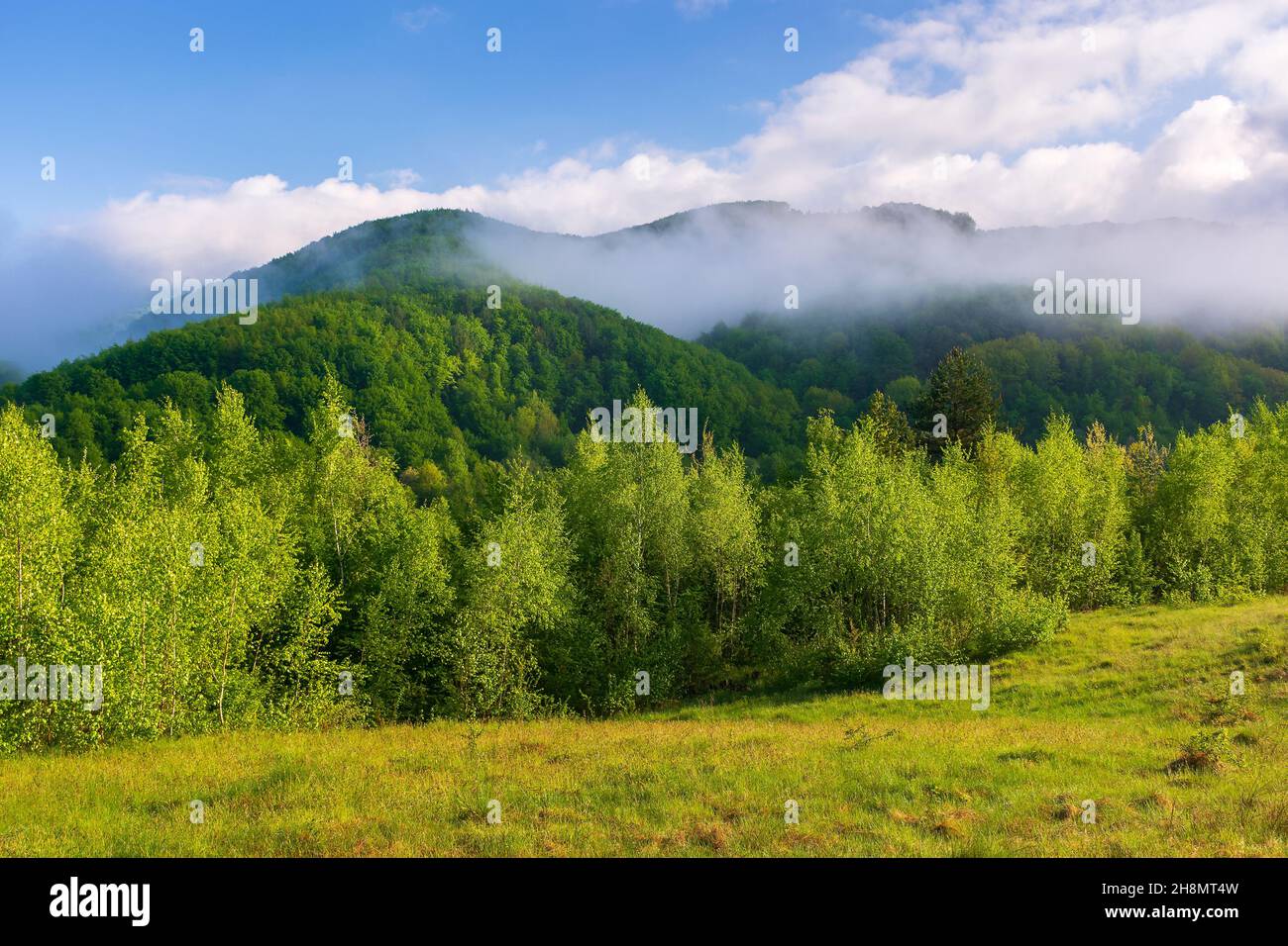 paysage nature dans la lumière du matin. nuages sur le ciel bleu au-dessus des montagnes. paysage extérieur avec brouillard au-dessus de la forêt. herbe verte sur le payssi Banque D'Images