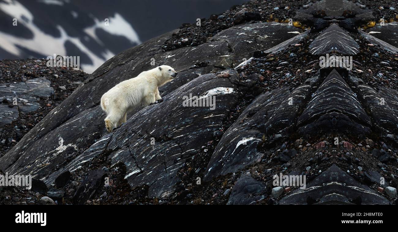 Petit ours polaire dans les montagnes, ours polaire dans l'Antarctique, ours polaire marchant dans les montagnes, Antartica Banque D'Images