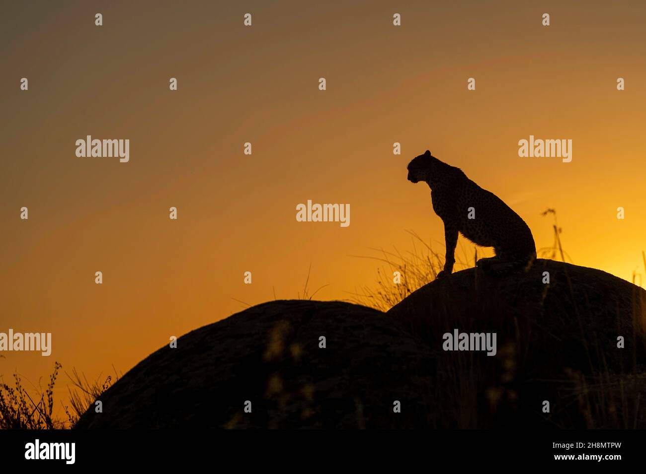 Cheetah (Acinonyx jubatus), captive, assise sur le rocher après le coucher du soleil, finca privée, Tolède, Espagne Banque D'Images