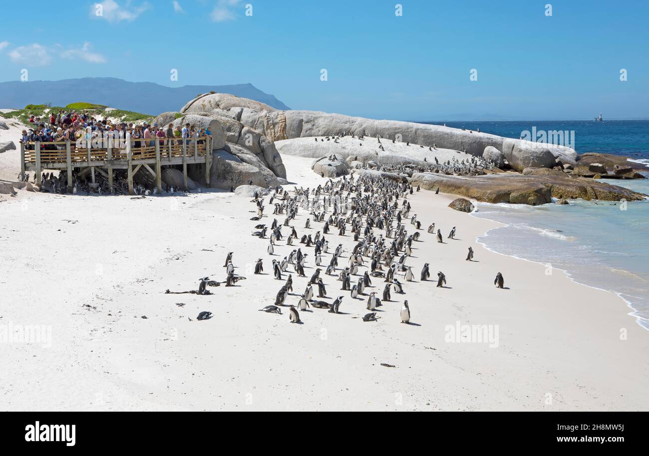 Pingouins africains (Spheniscus demersus), colonie sur la plage, sur terre, personnes sur une plate-forme d'observation, Boulders Beach, Simon's Town, Western Cape, Sud Banque D'Images