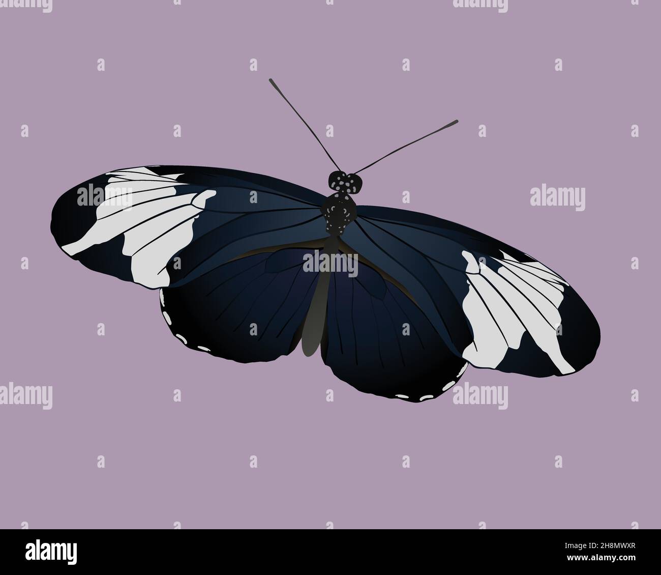 Illustration vectorielle d'un papillon à longue aile sapho.L'insecte est représenté sur un fond violet et légèrement incliné. Illustration de Vecteur