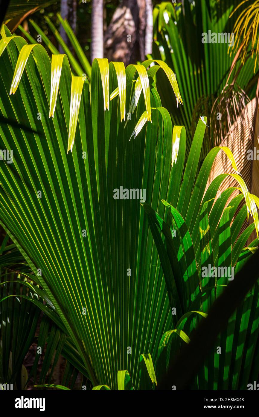 Feuilles de palmier, Réserve naturelle de fond Ferdinand, Praslin, Seychelles, Praslin, Seychelles Banque D'Images