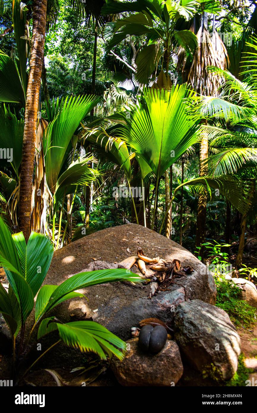Réserve naturelle de fond Ferdinand, Praslin, Seychelles, Praslin, Seychelles Banque D'Images