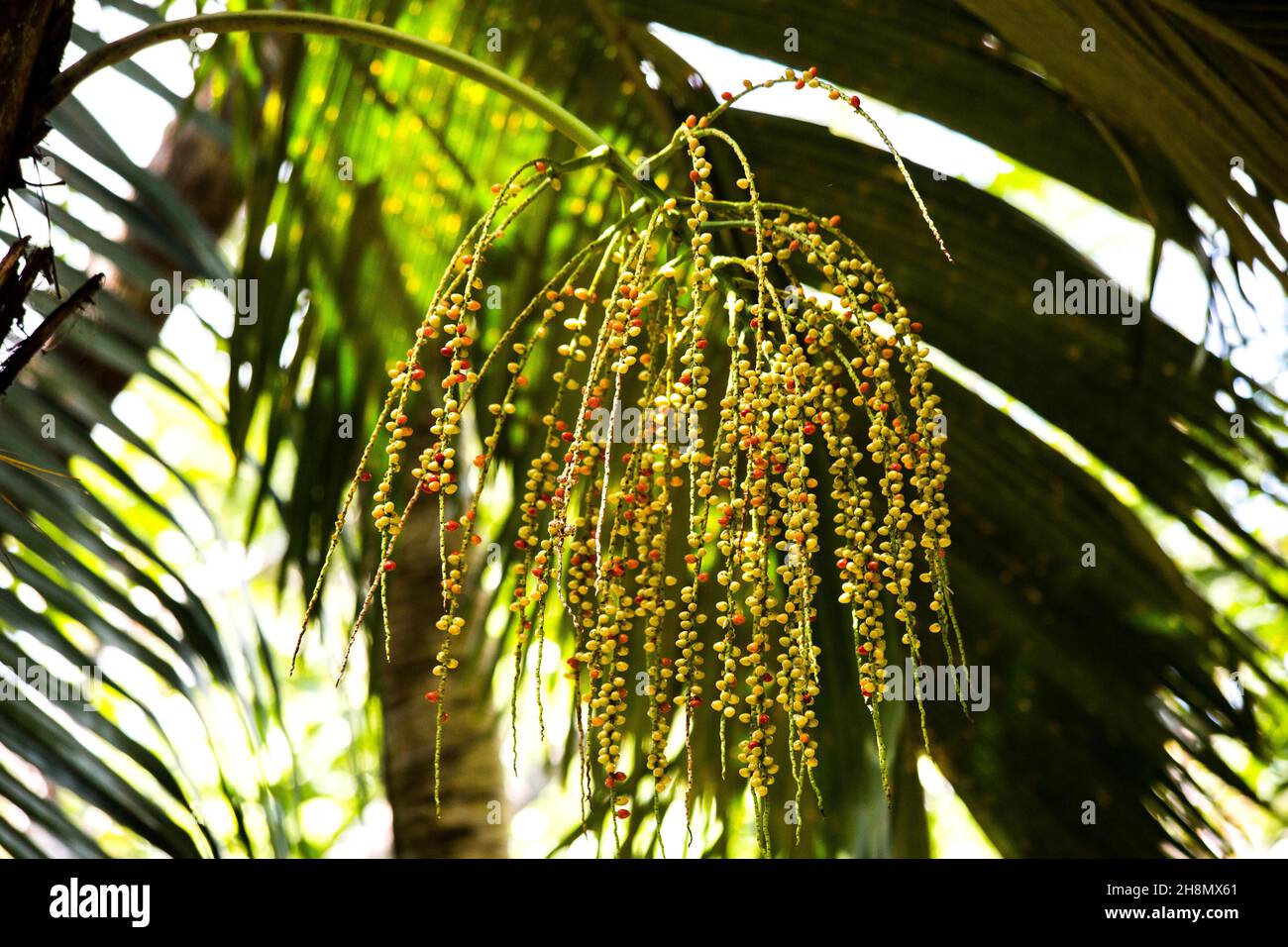 Fruits de palme, Réserve naturelle de fond Ferdinand, Praslin, Seychelles, Praslin, Seychelles Banque D'Images