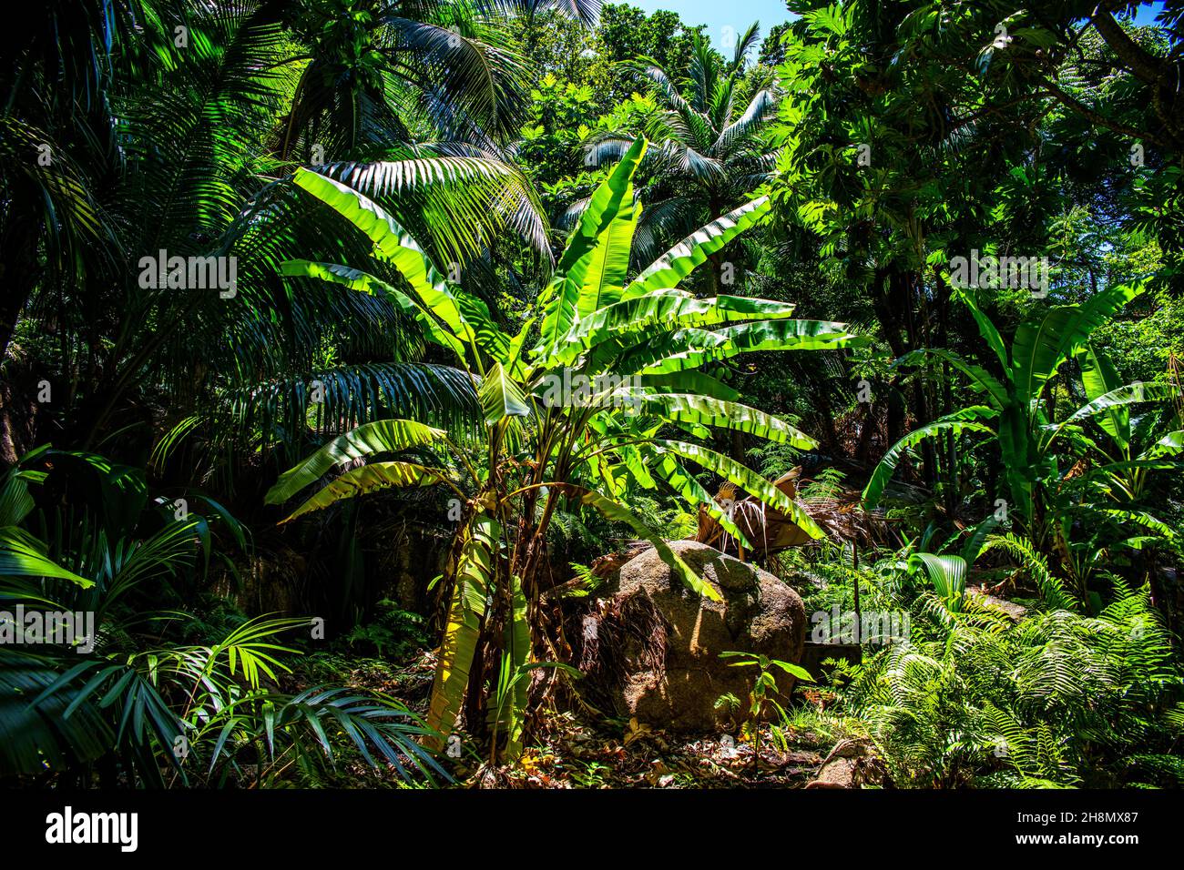 Banane, Réserve naturelle de fond Ferdinand, Praslin, Seychelles, Praslin, Seychelles Banque D'Images