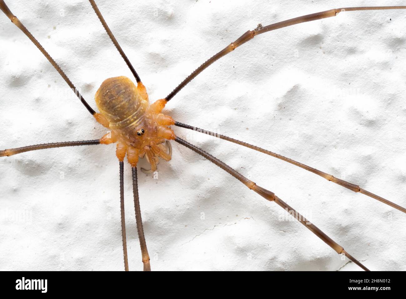 Harvestman (Opiliones), gros plan, Hesse, Allemagne Banque D'Images