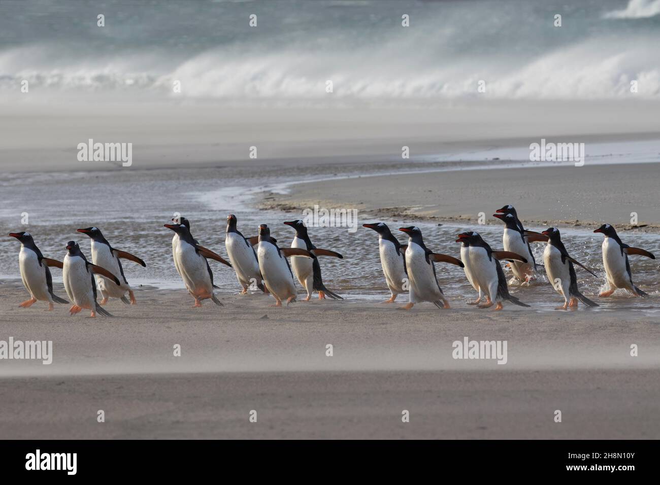 Penguins Gentoo (Pygoscelis papouasie) marchant sur la plage dans un orage de sable, surf derrière, île de Saunders, îles Falkland, territoire britannique d'outre-mer Banque D'Images