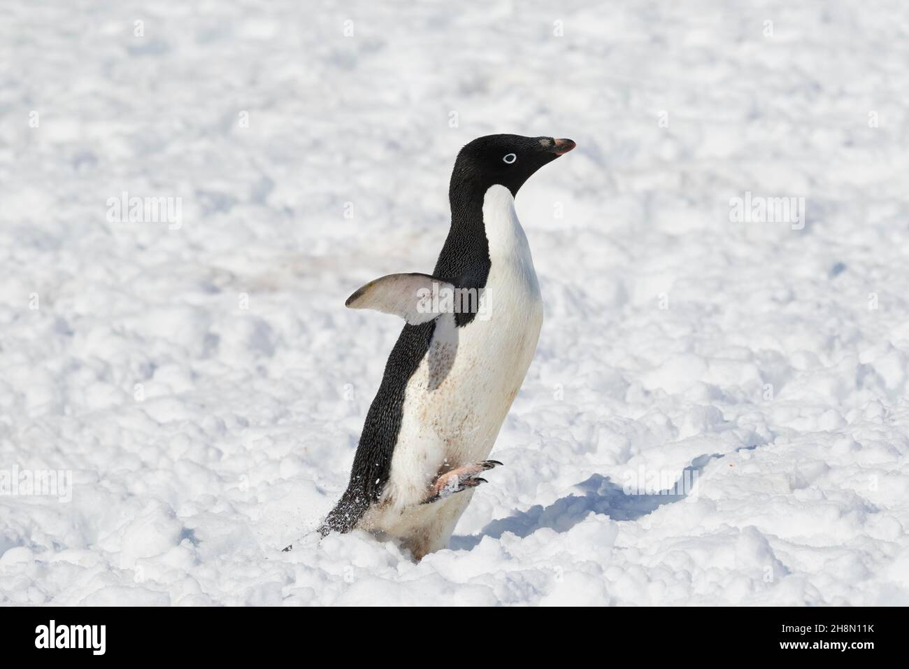 Pingouin d'Adelie (Pygoscelis adeliae), marchant dans la neige, île de Petermann, Antarctique Banque D'Images