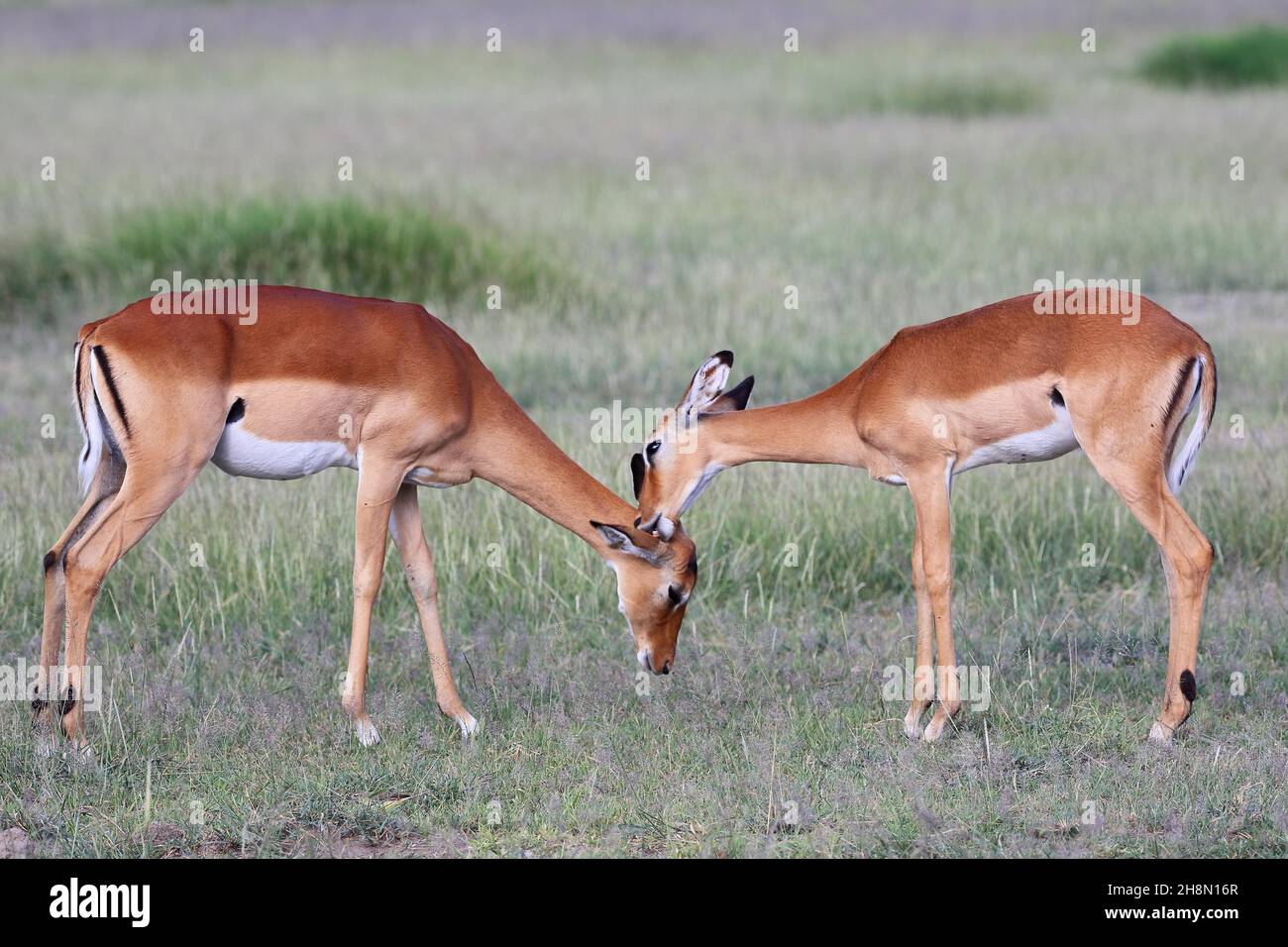 Impala (Aepyceros melampus), antilope, mammifère, paire, toilettage,Kenya Banque D'Images