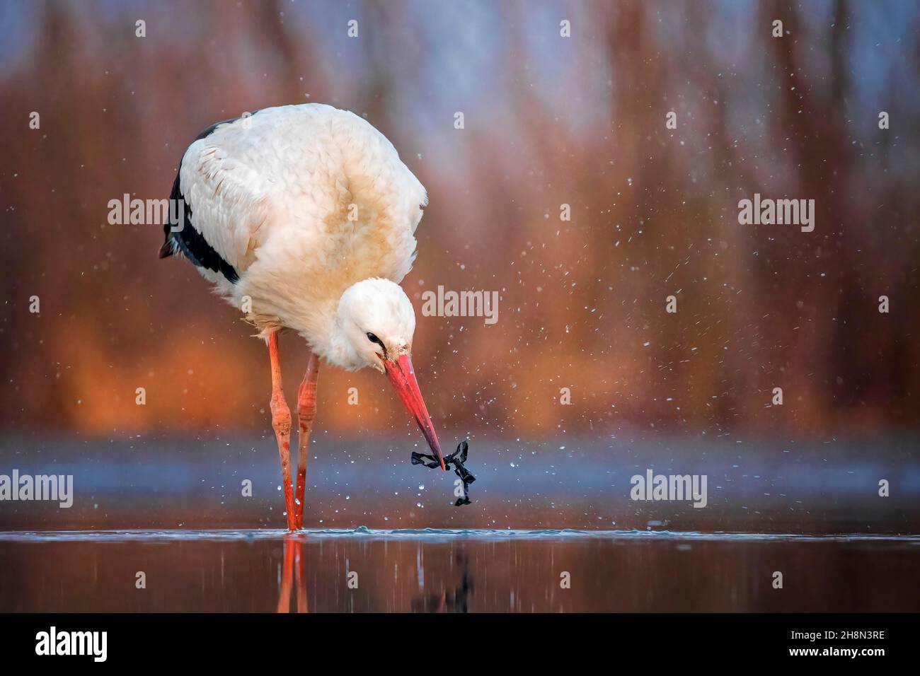 Ciconie blanche (Ciconia ciconia), plastique dans l'eau, plastique dans le bec, Saxe-Anhalt, Allemagne Banque D'Images