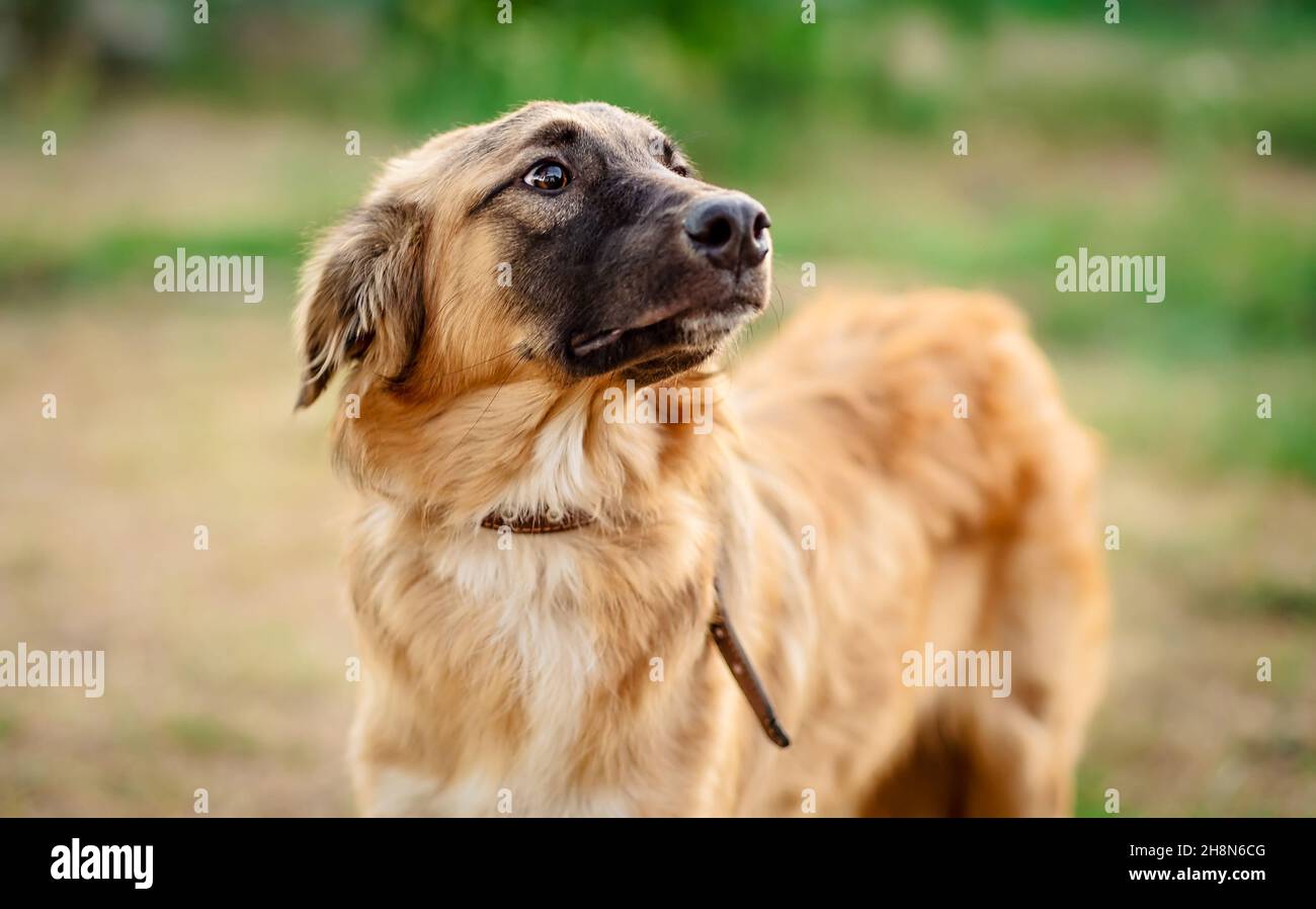 Portrait d'un joli chien brun Banque D'Images