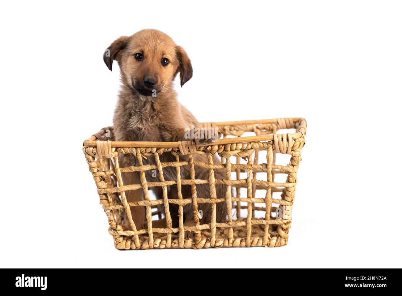 faites dorer votre chiot dans un panier isolé Banque D'Images