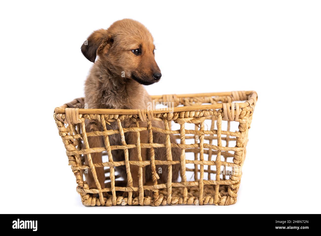 faites dorer votre chiot dans un panier isolé Banque D'Images