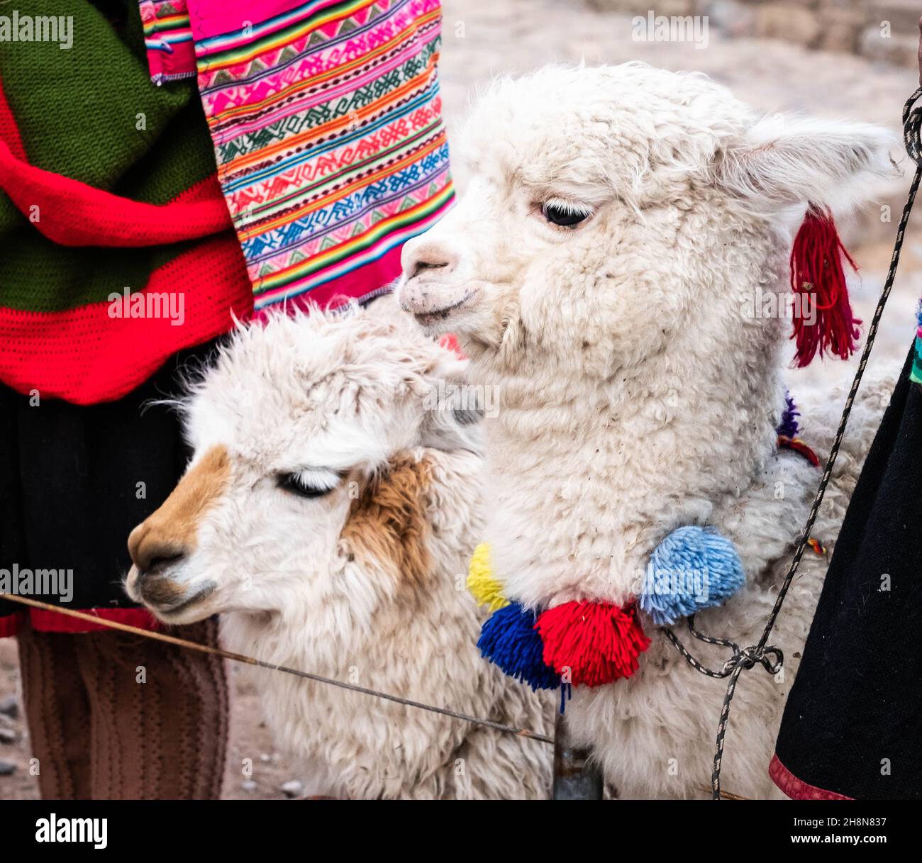 Petites lamas blanches à Sacsayhuaman Banque D'Images