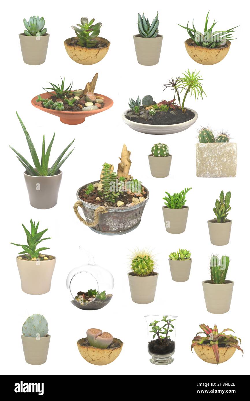 Ensemble de cactus et de succulents isolés sur fond blanc Banque D'Images