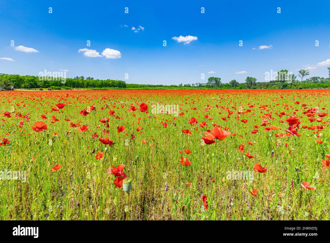 Panorama du champ de pavot dans la campagne estivale. Lumière du soleil florale rouge, ciel bleu nuageux, champ de forêt avec fleurs de prairie. Nature panoramique, amour idyllique Banque D'Images