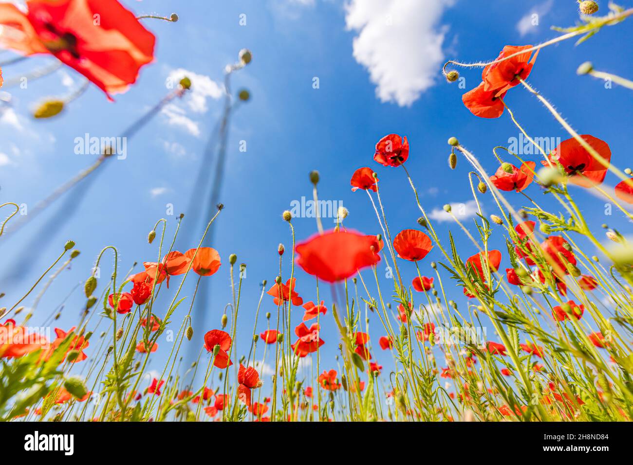 Belle nature de prairie d'été. Fleurs de pavot printanières et estivales sous ciel bleu et soleil. Joyeux été fleurs de pavot rouge vue panoramique grand angle Banque D'Images