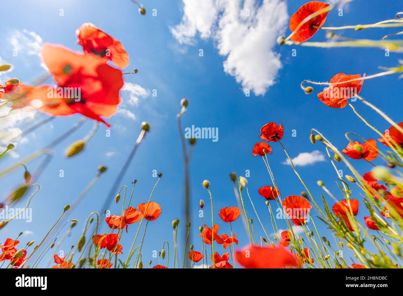 Belle nature de prairie d'été. Fleurs de pavot printanières et estivales sous ciel bleu et soleil. Joyeux été fleurs de pavot rouge vue panoramique grand angle Banque D'Images